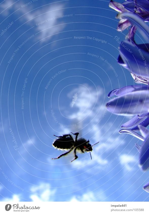 biene im anflug II Biene Honig Blume Insekt Sommer Blüte Wolken Staubfäden Himmel Luftverkehr blau Nektar Sonne Beine Momentaufnahme