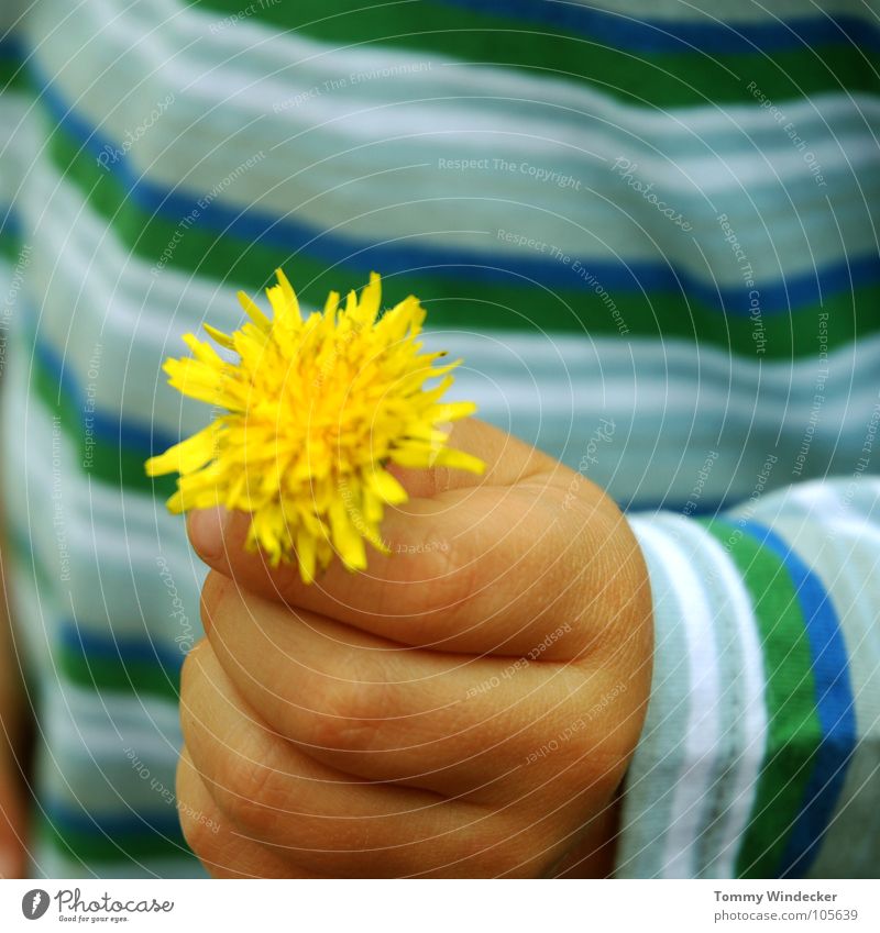 Blumenkind kindlich Spielen Löwenzahn Pflanze Hand Kinderhand Finger gelb Neugier untersuchen Muttertag Geschenk schenken Mutterliebe Vatertag Bildung