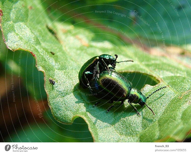 Käferliebe Sommer Natur Pflanze Tier Blatt grün Partnerschaft Sinnesorgane Zweiflügler Nachkommen Ampferblattkäfer Blattkäfer Farbfoto Nahaufnahme