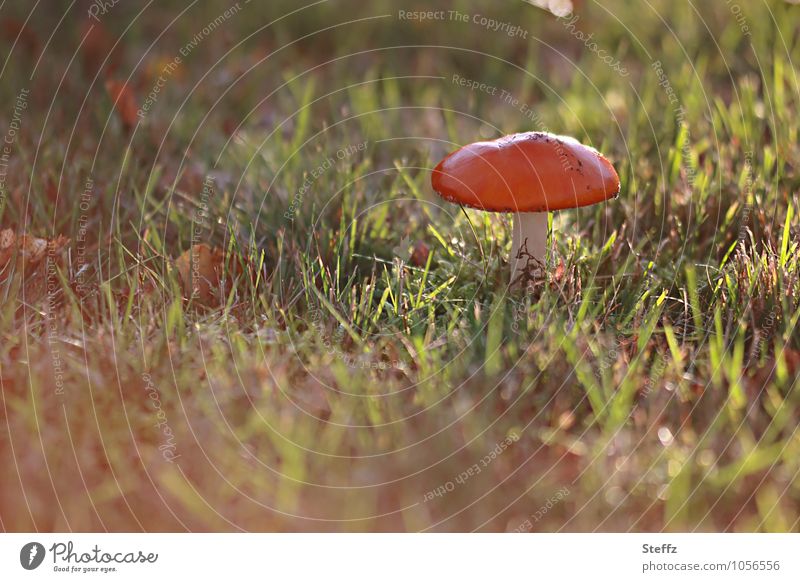 Fliegenpilz in der Herbstsonne Pilz Giftpilz giftiger Pilz Pilzhut Amanita muscaria schönes Herbstwetter warme Farben Nachmittagsstimmung schönes Herbstlicht