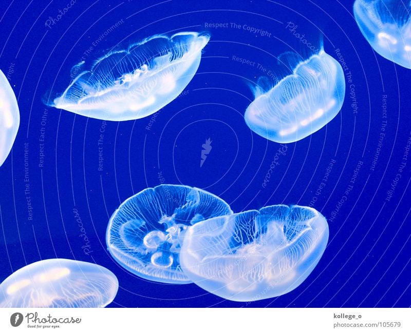 blubbb Tier Wasser Unterwasseraufnahme blau Freisteller Vor hellem Hintergrund Qualle mehrere Tiergruppe Schwarm bizarr graphisch