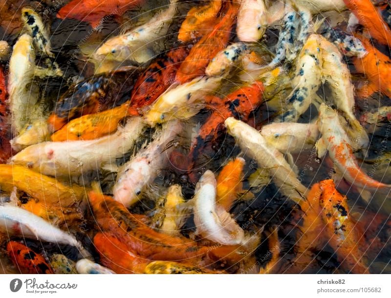 Suimono Anhäufung Koi Goldfisch Teich Zoo Futter füttern Appetit & Hunger kämpfen Fressen springen Kieme mehrfarbig Verschiedenheit Unikat tauchen wühlen Lippen