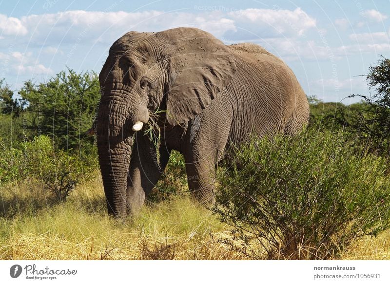 Afrikanischer Elefant Tier Wildtier Rüssel 1 Fressen Blick stehen sportlich frei gigantisch groß grau achtsam Wachsamkeit Farbfoto Außenaufnahme Tag