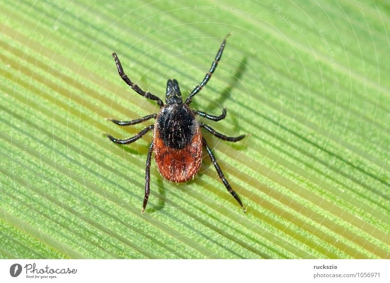 Arachnoid Spinne Ein Lizenzfreies Stock Foto Von Photocase