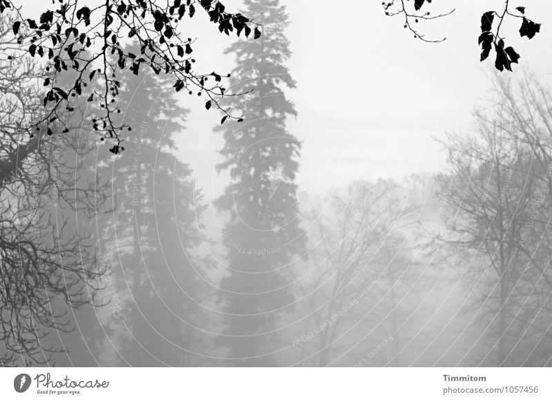 Graugraugrau. Umwelt Natur Landschaft Pflanze Winter Nebel Baum Wald ästhetisch natürlich schwarz Gefühle Laubbaum Nadelbaum Ast Blatt welk Hügel