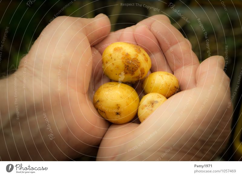 Für eine Hand voll Kartoffeln Lebensmittel Gemüse Schrebergarten Gartenarbeit Landwirtschaft Forstwirtschaft Ernte Kartoffelernte maskulin festhalten Gesundheit