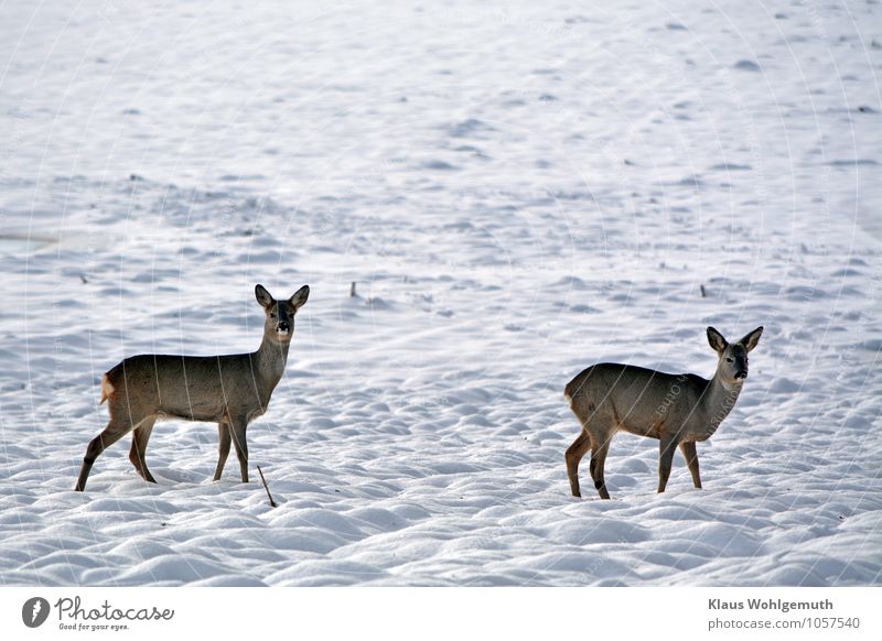 Notzeit Umwelt Natur Tier Winter Schönes Wetter Schnee Feld Fell Reh 2 beobachten frieren blau braun schwarz weiß friedlich Wachsamkeit Appetit & Hunger Angst