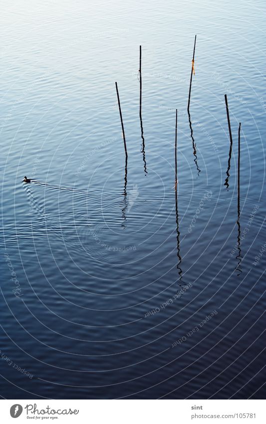 der falle davonschwimmen Natur See ruhig Erholung Gelassenheit simpel einfach Vogel Tier Fluss Bach Wasser blue stick water lake river long exposure reflection