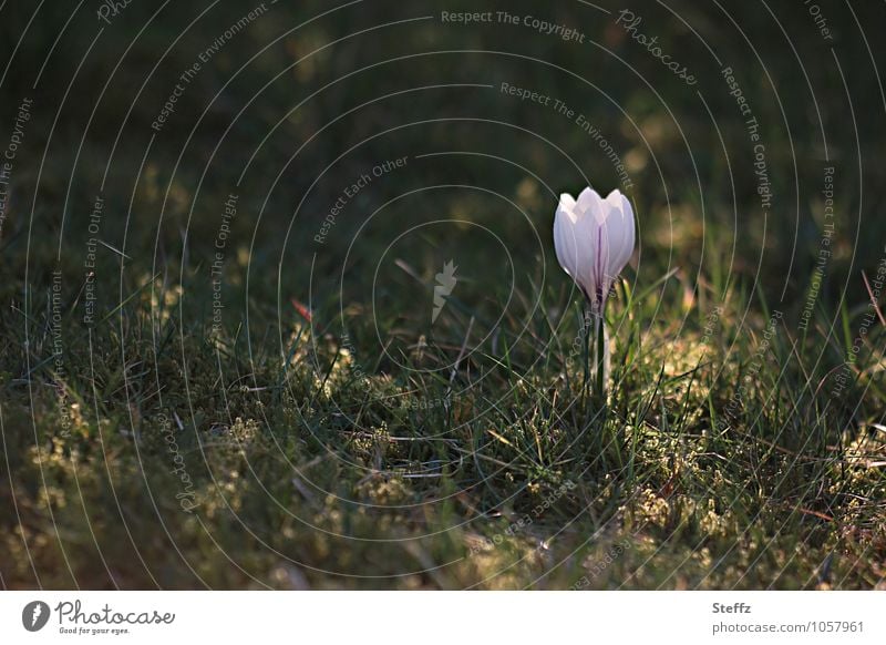 natürlich | von der Sonne gestreichelt Krokus Frühlingskrokus Naturerwachen weißer Krokus blühender Krokus Frühlingsblume frühlingshaft Frühlingsbote