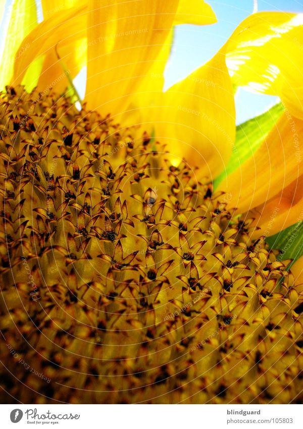 So many little flowers Sonnenblume Knolle Blüte grün Pflanze Biologie Gärtner Sommer Perspektive Ranke gedeihen Wachstum gelb aufgehen Blühend entfalten