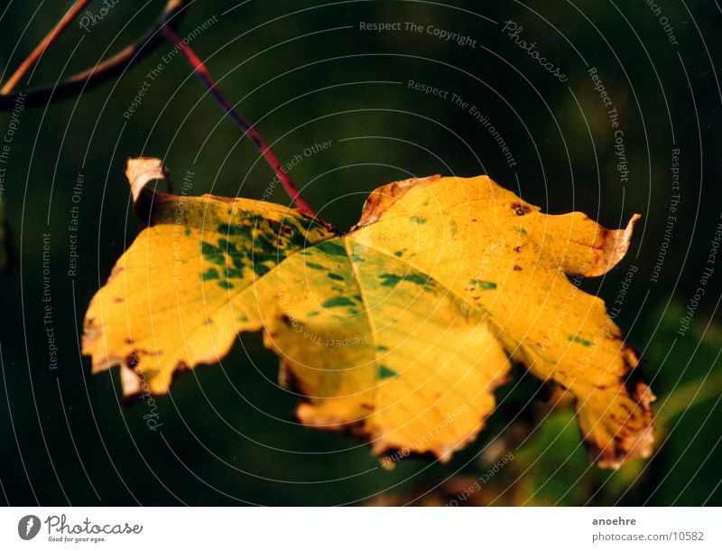 Herbstblatt im Detail Blatt Detailaufnahme Makroaufnahme Farbe Natur