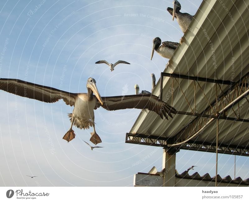 Landung Vogel Pelikan Peru Südamerika Strand Meer Ferien & Urlaub & Reisen Himmel Fisch fliegen