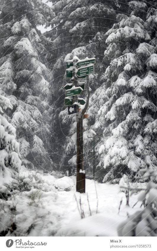 Wegweiser Freizeit & Hobby Tourismus Ausflug Winter Schnee Winterurlaub wandern Wetter Eis Frost Schneefall Baum Wald Wege & Pfade Wegkreuzung
