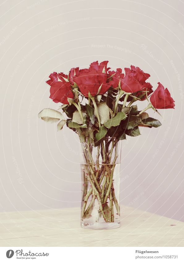 Happy Hochzeitstag Hochzeitstag (Jahrestag) Blume Pflanze Blumenvase Stillleben Blühend Blüte Duft Geruch Dorn Rose