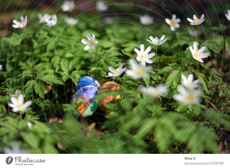 Ostereier Lebensmittel Ernährung Ostern Frühling Blume Blatt Blüte Garten mehrfarbig Buschwindröschen Waldboden Blumenwiese Osternest Nest Ei Hühnerei Farbe
