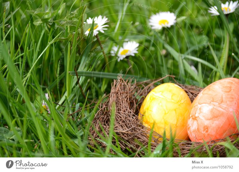 im Gras Lebensmittel Ernährung Garten Ostern Frühling Blüte Wiese mehrfarbig gelb Osternest Osterei Nest Gänseblümchen Versteck verstecken finden Suche 2 Ei
