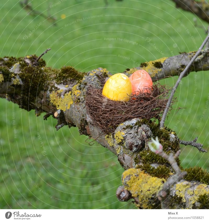 Eiersuche Lebensmittel Ernährung Garten Ostern Natur Frühling Baum Wiese mehrfarbig Osternest Osterei Ast Zweig Zweige u. Äste Moos Nest Hühnerei Farbe Suche