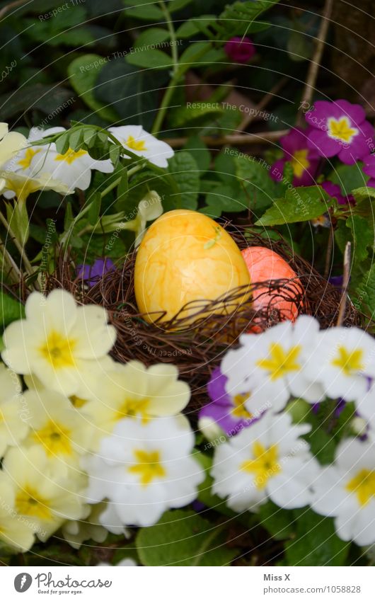 In den Primeln Lebensmittel Ernährung Feste & Feiern Ostern Frühling Blume Blüte mehrfarbig Osterei Osternest Farbe Nest Primelgewächse Kissen-Primel verstecken
