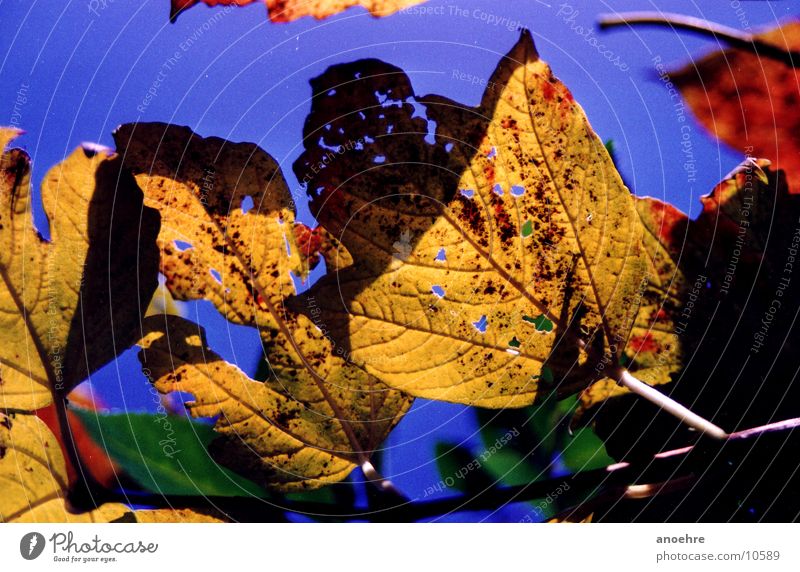 Herbstblätter Blatt Detailaufnahme Natur Makroaufnahme