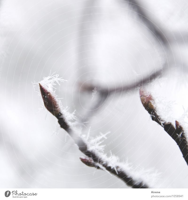 vielleicht doch noch kein Tauwetter? Pflanze Winter Eiskristall Frost Schnee Baum Zweige u. Äste Blattknospe Schneekristall frieren ästhetisch hell kalt