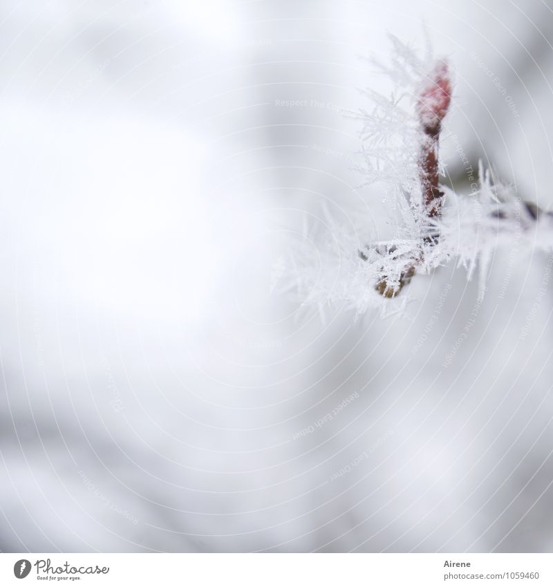 Frost I Winter Eis Schnee Pflanze Baum Zweig Blattknospe Felsenbirne Kristallstrukturen Eiskristall frieren kalt Spitze stachelig rot weiß Klima Natur