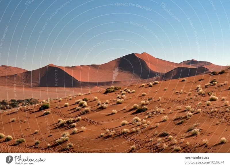 Namib Wüste, Namibia Ferne Safari Natur Landschaft Sand Wolkenloser Himmel Schönes Wetter Wärme Dürre Gras heiß braun Ferien & Urlaub & Reisen Dünengras