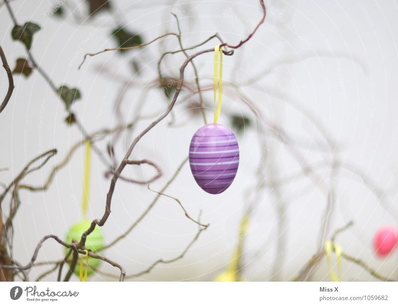 lila Osterei Dekoration & Verzierung Ostern Frühling Sträucher hängen violett Ast Zweig Zweige u. Äste Korkenzieher-Weide Farbfoto mehrfarbig Außenaufnahme