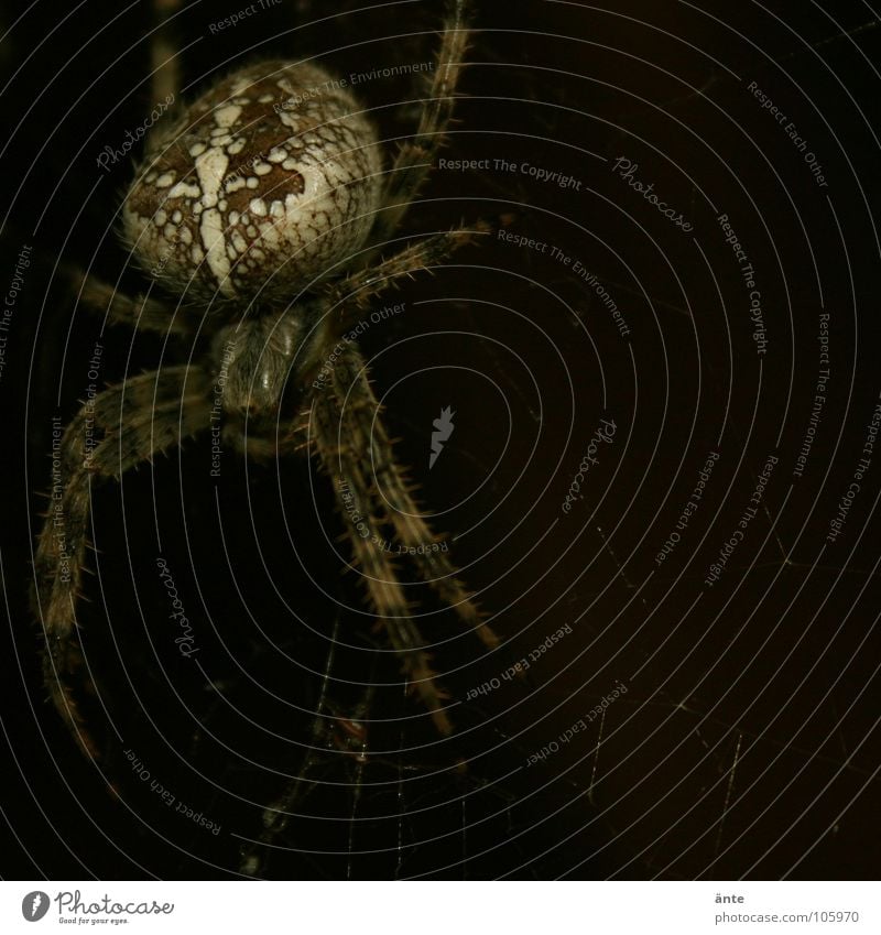 meine lieblingsbettgenossin Spinne Kreuzspinne Insekt gefährlich ungefährlich Mutprobe Ekel Angst Panik gruseln spider insect