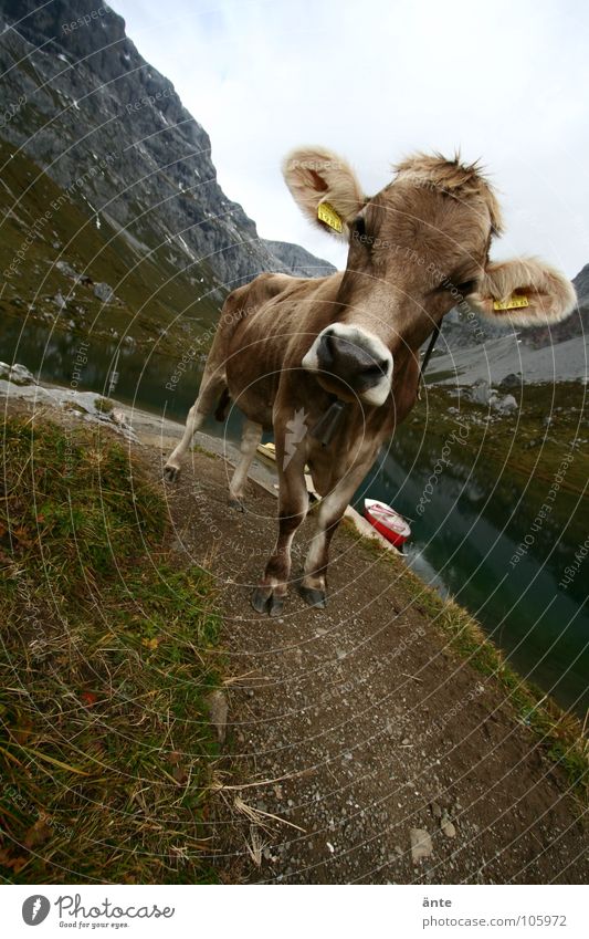 was guckst du? Kuh Kanton Graubünden Schweiz Klischee Rind Gebirgssee Blick Weitwinkel Wasserfahrzeug Alpen braunvieh Interesse cow alps Berge u. Gebirge