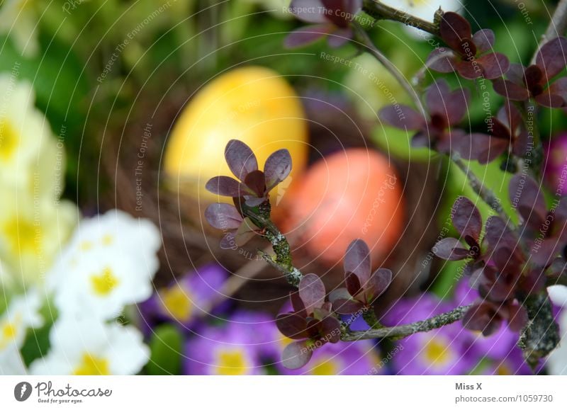 versteckt Lebensmittel Ernährung Ostern Natur Frühling Blume Blüte Garten mehrfarbig Suche Osternest Osterei Ei Nest Versteck verstecken finden Kissen-Primel