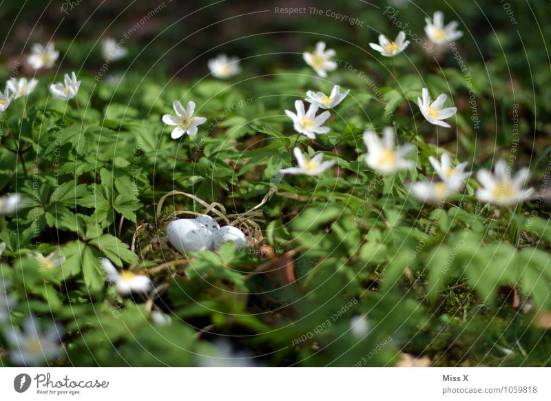 Nest im Busch(windröschen) Ostern Umwelt Natur Tier Frühling Blume Blüte Wiese Vogel Tierjunges klein Osternest Horst Vogeleier verstecken Waldboden