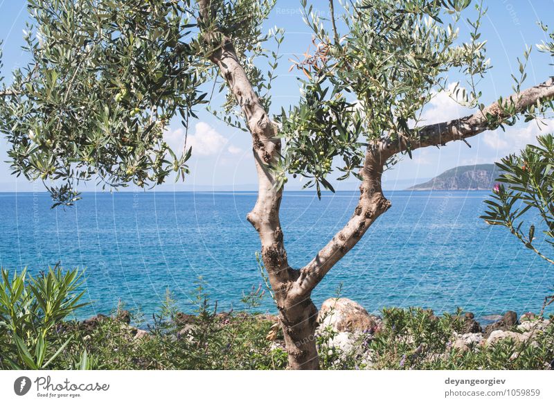 Olivenbaum am Strand. Blauer Himmel. Erholung Ferien & Urlaub & Reisen Tourismus Sommer Sonne Meer Insel Natur Landschaft Pflanze Wolken Baum Küste blau grün