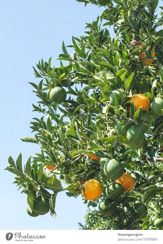 Orangen auf einem Ast. Orangenbäume in der Plantage. Frucht Saft Garten Umwelt Natur Pflanze Baum Blatt Wachstum frisch lecker natürlich saftig grün