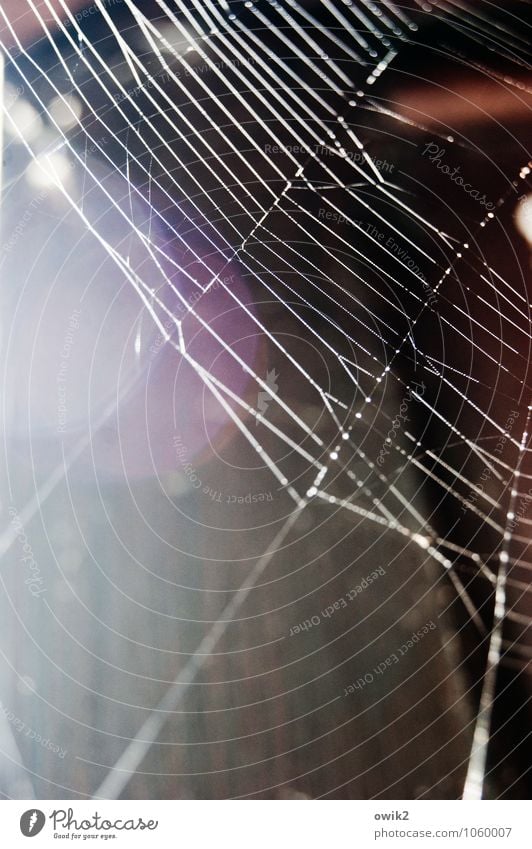 Maschendraht Umwelt Natur Tier glänzend leuchten dünn authentisch einfach fest bedrohlich gefährlich Netz Blendenfleck Spinnennetz Spinngewebe beweglich dehnbar