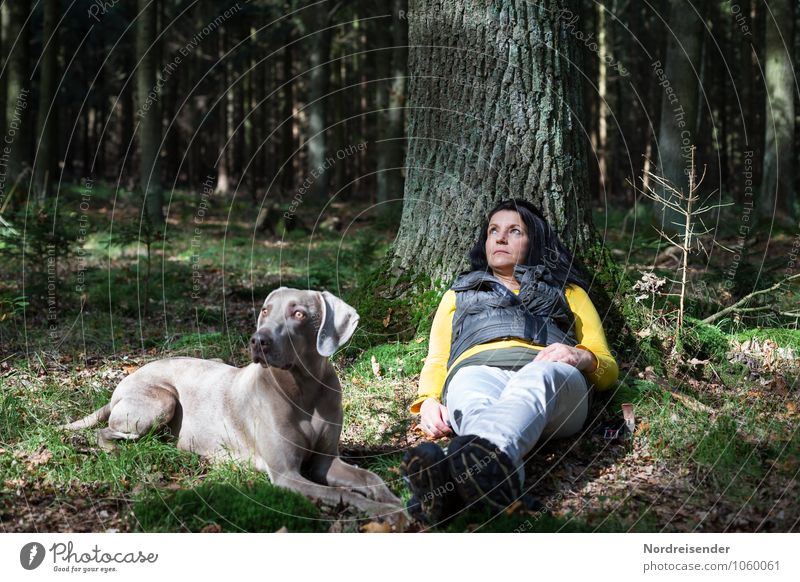 Junge Frau mit Weimaraner Jagdhund machen eine Pause im Wald Wellness Sinnesorgane Erholung ruhig Meditation wandern Mensch feminin Erwachsene 1 Sommer Baum
