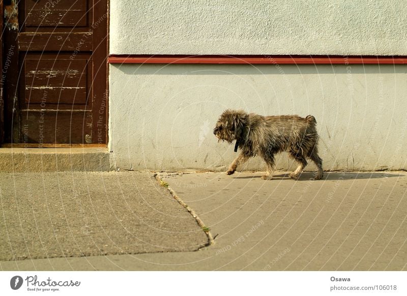 Hallo Nachbar Hund Wand Haus Eingang Säugetier Vergänglichkeit Verkehrswege Promenadenmischung Tür Straße Straßenhund