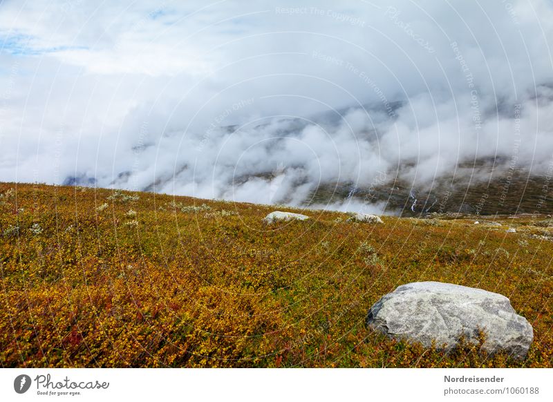 Zwergbirken Ausflug Berge u. Gebirge Natur Landschaft Pflanze Urelemente Wolken Wetter Regen Baum Wildpflanze Felsen Stein Wachstum Fernweh