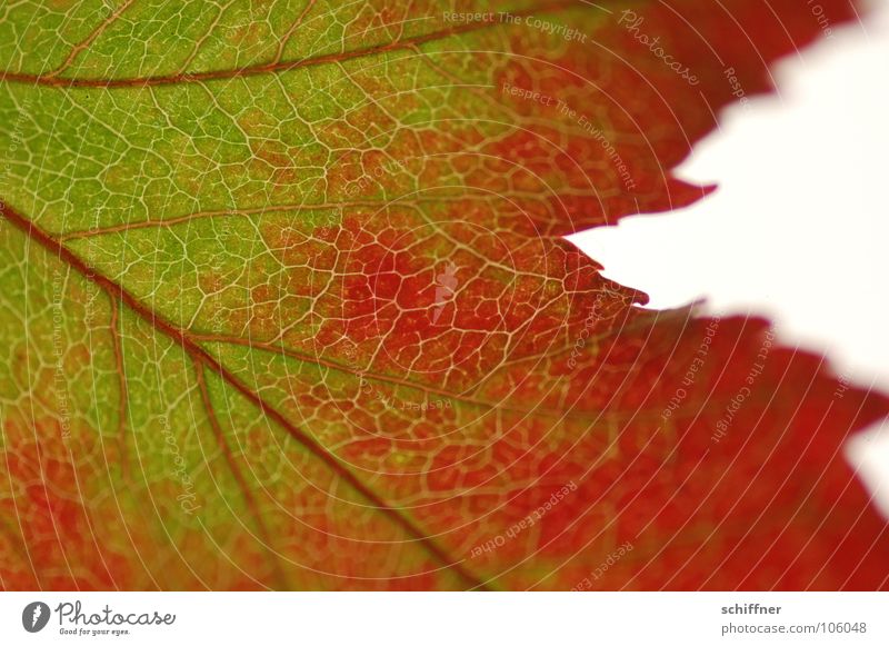 Herbstlaub, die Zweite II Blatt rot grün mehrfarbig Indian Summer Zusammensein Reihe herbstlich im alter Makroaufnahme