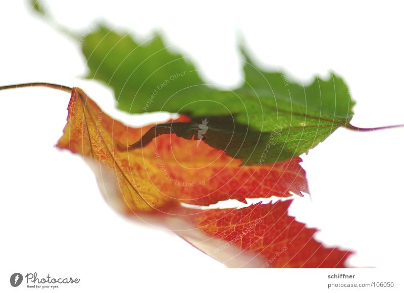 Herbstlaub, die Zweite III Blatt rot grün mehrfarbig Indian Summer Zusammensein Reihe herbstlich im alter Makroaufnahme