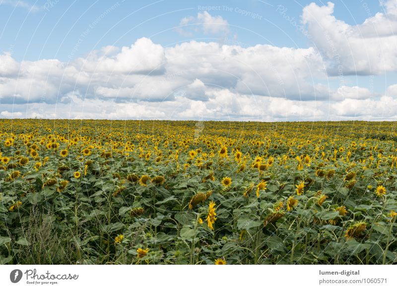 Sonnenblumenfeld unter Sommerhimmel Landwirtschaft Forstwirtschaft Wolken Feld nachhaltig gelb reif Sonnenblumenkern Außenaufnahme Tag Panorama (Aussicht)