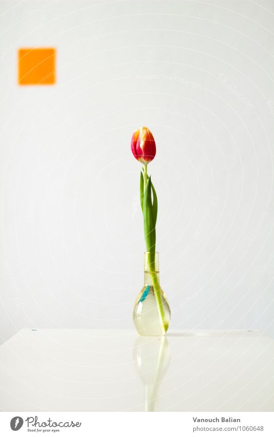 Tulpe vor orangenem Quadrat Umwelt Pflanze Frühling ästhetisch positiv schön grün rot Glas Blumenvase Vase Farbfoto Innenaufnahme Studioaufnahme Menschenleer