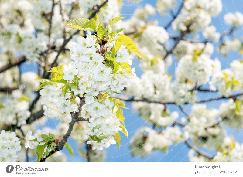 Kirschblüten im Frühling Wolkenloser Himmel Baum Blatt Blüte Park Blühend Wachstum hell weiß Duft Natur sonnenbeschienen Kirsche Zweig blühen Blütenknospen