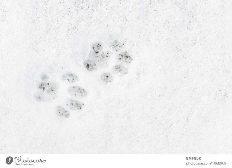 Ich weis was du letzte Nacht getan hast...... Winter Wetter Eis Frost Schnee Tier Haustier Katze Pfote Spuren spurenlesen weiß kalt Neugier Abdruck
