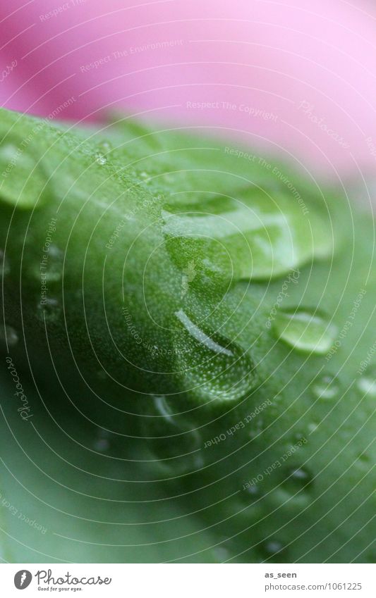 pink meets green elegant schön Körperpflege Wellness Leben harmonisch ruhig Meditation Duft Spa Umwelt Natur Wasser Wassertropfen Frühling Sommer Regen Pflanze