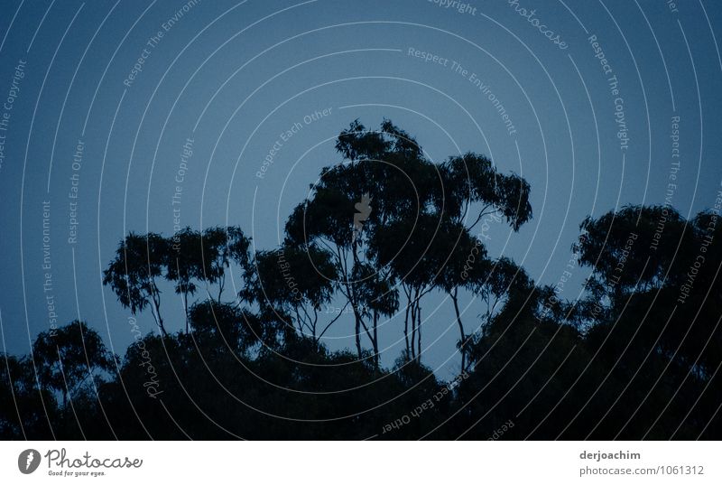 Zeit der Fledermäuse am Abend bei einbrechender Dunkelheit.Blauer Himmel mit Schatten der Bäume. exotisch ruhig Ausflug Sommer Natur Nachthimmel Schönes Wetter