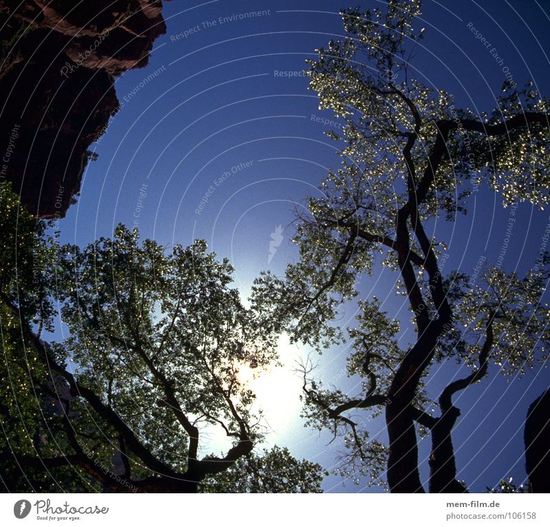 zur sonne Licht Baum Blatt eigenwillig Vernetzung Wald Umwelt Baumrinde Geäst durcheinander grün Sommer Frühling Mount Eden Götter gelb Vertrauen Sonne Ast