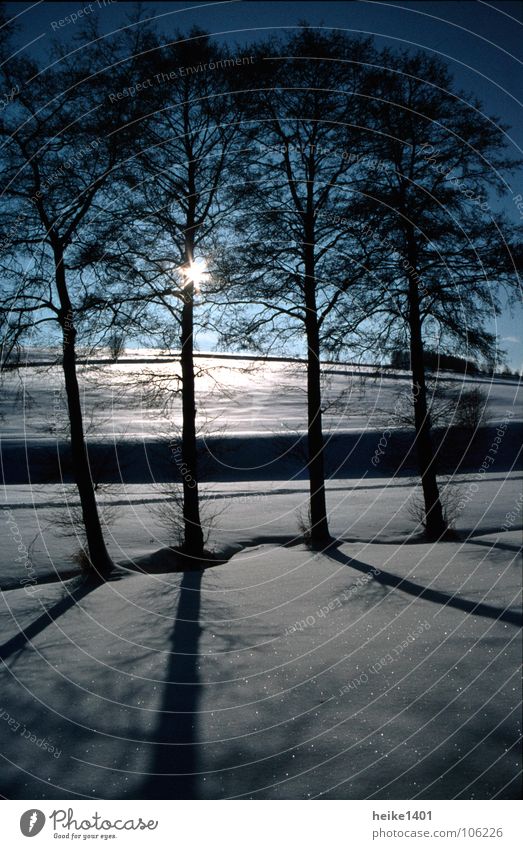 Wintersonne Baum Birke Einsamkeit Sonne Sonnenaufgang Morgen Januar Gegenlicht gefroren kalt Ferne bedrohlich dunkel Außenaufnahme Schnee Himmel Schönes Wetter