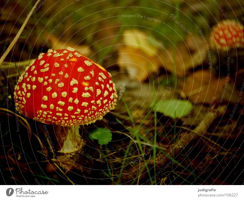 Herbstlich Farbfoto Außenaufnahme Tag Umwelt Natur Pflanze Gras Blatt Dach Regenschirm natürlich rot Farbe Gift Märchenwald Waldboden getupft Pilz Zweig