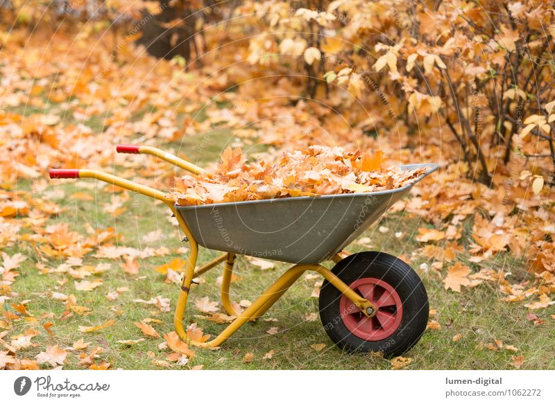 Schubkarre mit Laub im Herbst Garten Arbeit & Erwerbstätigkeit Gartenarbeit Sträucher Blatt Wiese Reinigen Sauberkeit gelb Ordnungsliebe Umwelt Umweltschutz