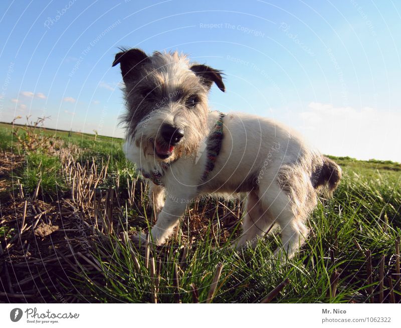 ne möpp Umwelt Natur Landschaft Wolkenloser Himmel Schönes Wetter Gras Wiese Feld Haustier Hund klein weiß gefleckt Fell Jack-Russell-Terrier Mischling